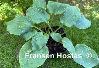 Hosta A Scape Plan